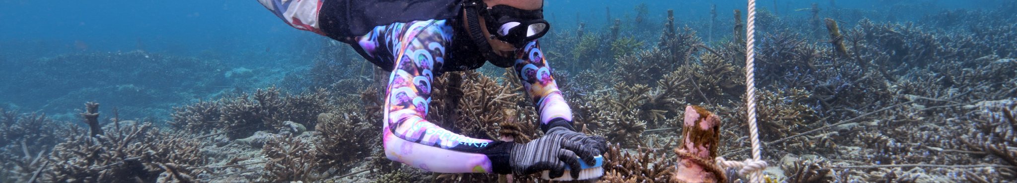 Ocean Gardener snorkeller cleaning restored coral at Ped, Nusa Penida