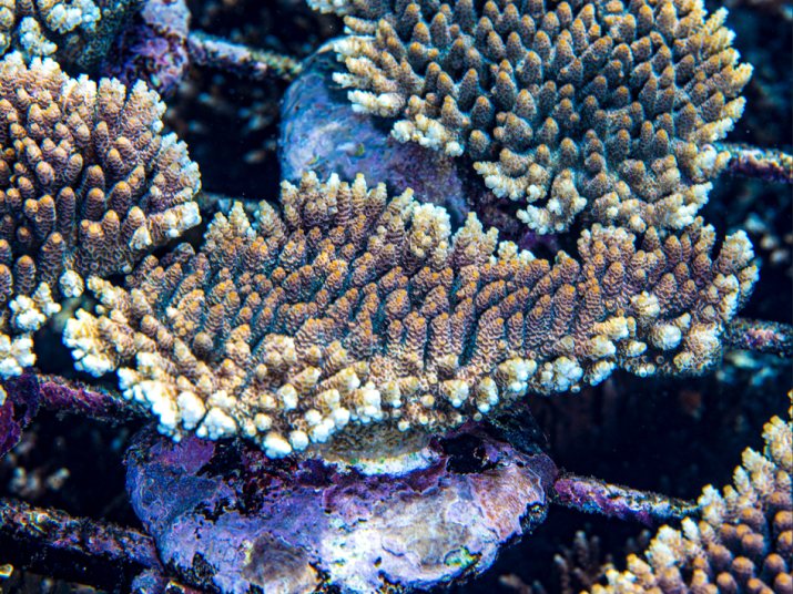 Acropora nana coral colony in an Ocean Gardener nursery