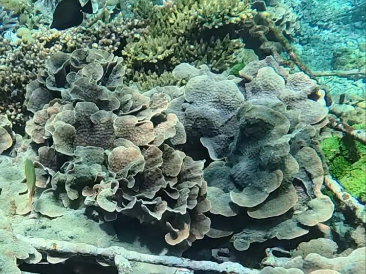 Echinopora coral colony in an Ocean Gardener nursery