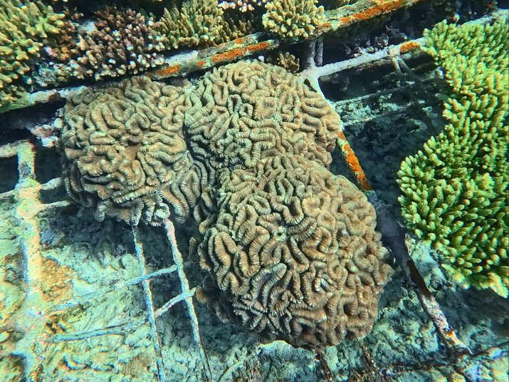 Lobophyllia coral on a nursery frame