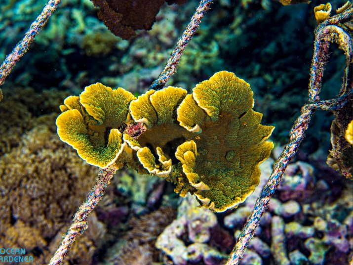 Montipora coral growing on a nursery rope