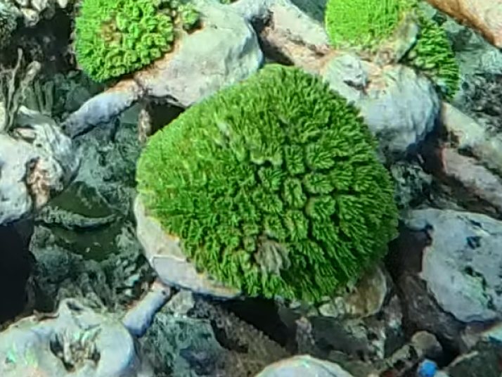 Bright green coral colony in an Ocean Gardener nursery
