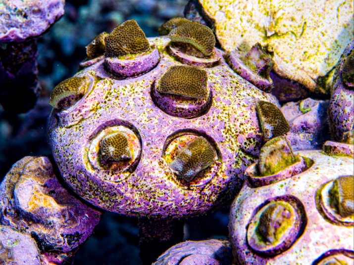 Porites coral in an Ocean Gardener nursery