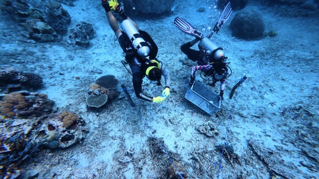 Ocean Gardener divers laying out lines and planting coral fragments on a rubble field