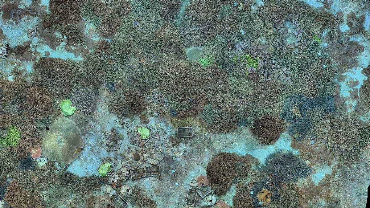 Photogrammetry model of the Giant Clam Garden at Ped, Nusa Penida, July 2026