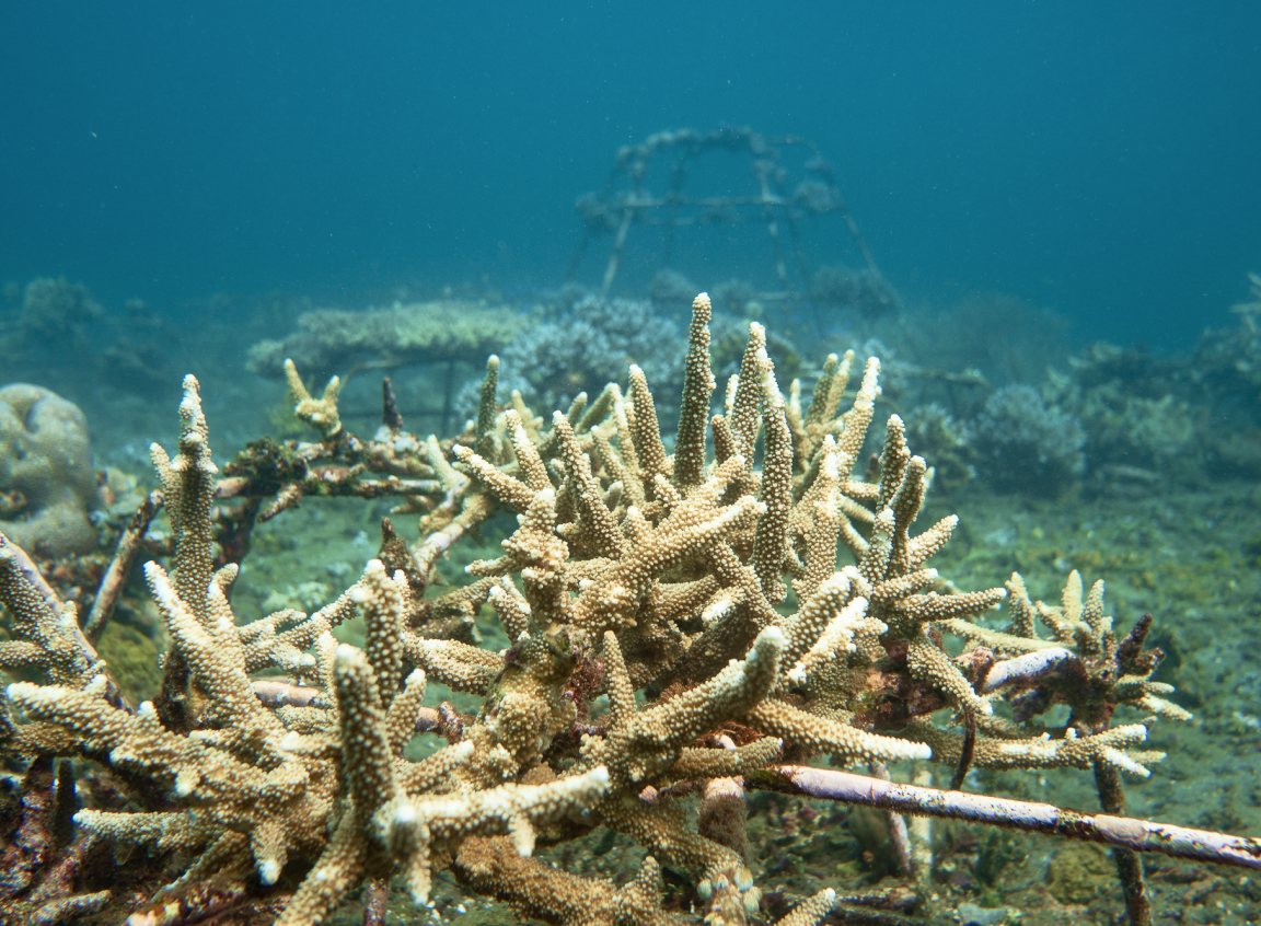 Acropora corals growing on a nursery frame in Lipah Bay, Amed