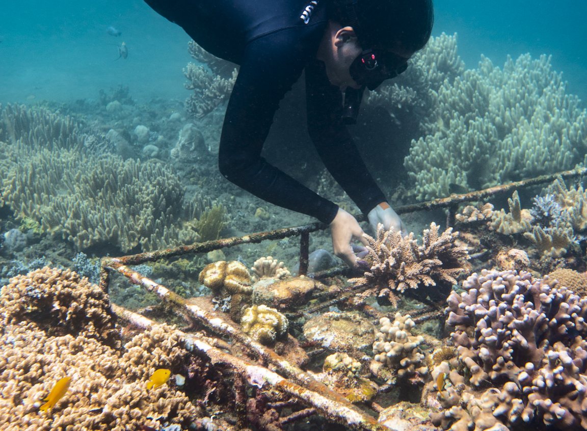 Ocean Gardener diver tending corals on a restoration frame in Lipah Bay, Amed