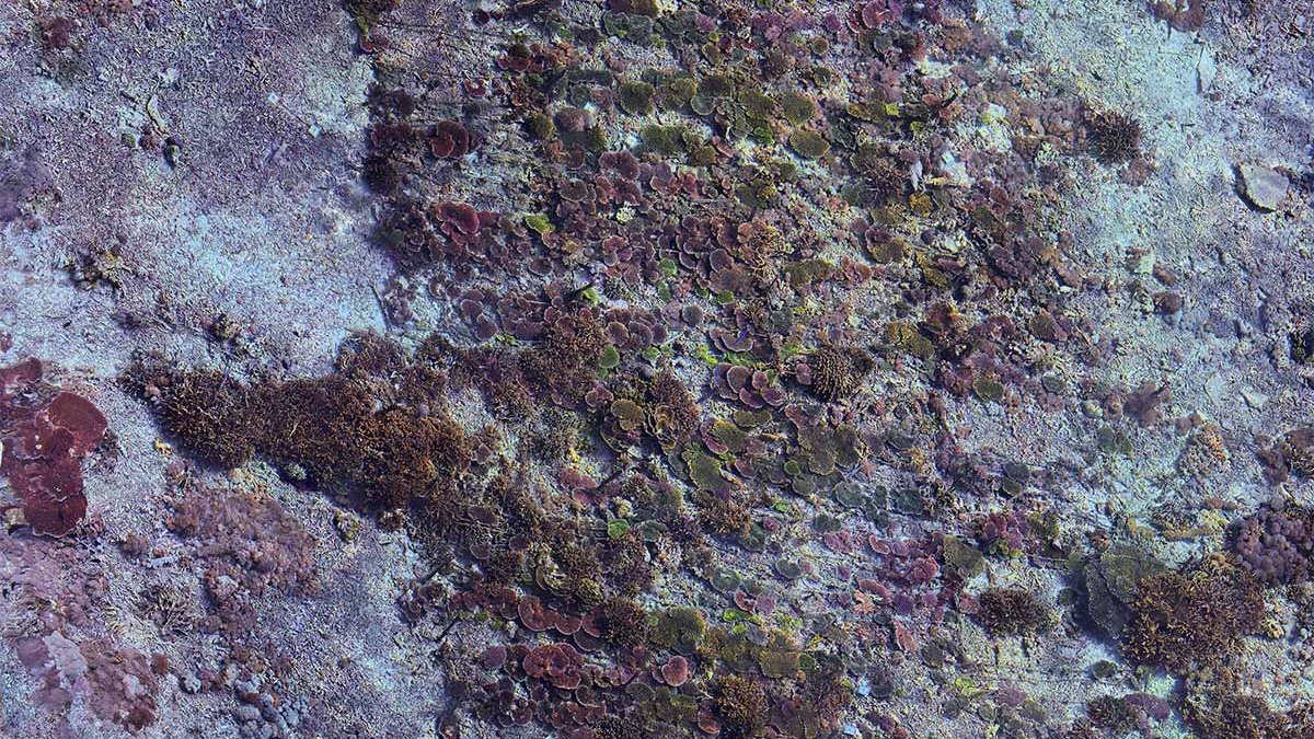 Photogrammetry model of the Table Acropora section at Ped, Nusa Penida, July 2026