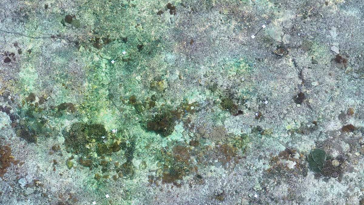 Photogrammetry model of the Table Acropora section at Ped, Nusa Penida, April 2024